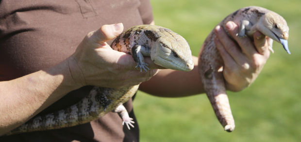 Aussie Outback visits Tucson